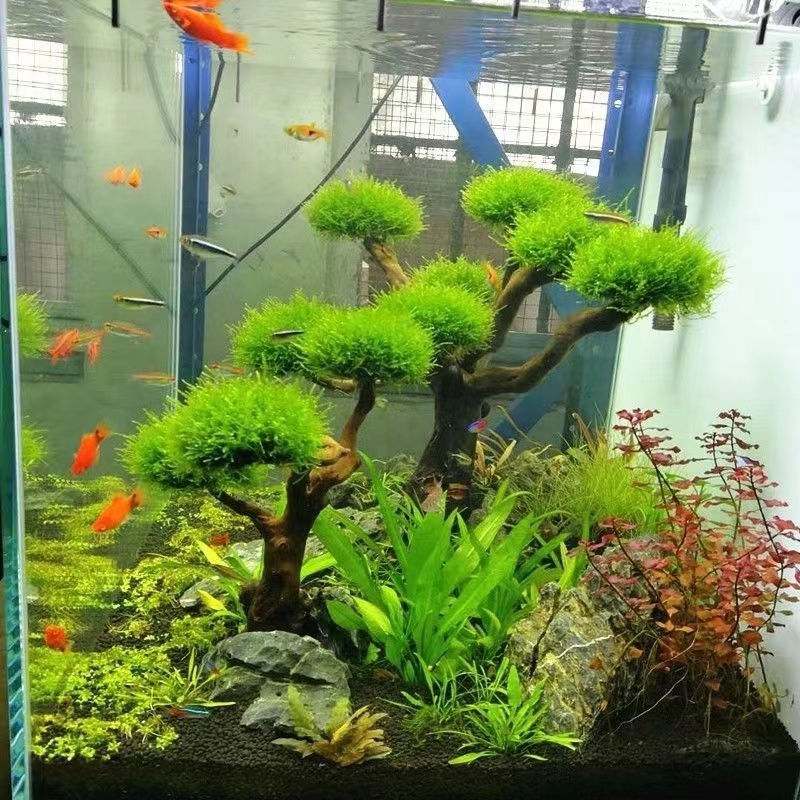 Aquarium Moss - Fish tank greening wood frame planting