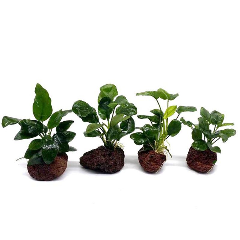 Volcanic Aquarium Decoration F - огляд і ціна Live Plant Aquarium