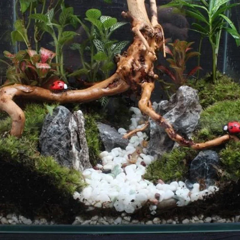 Natural Tree Trunk Driftwood A - огляд і ціна Live Plant Aquarium