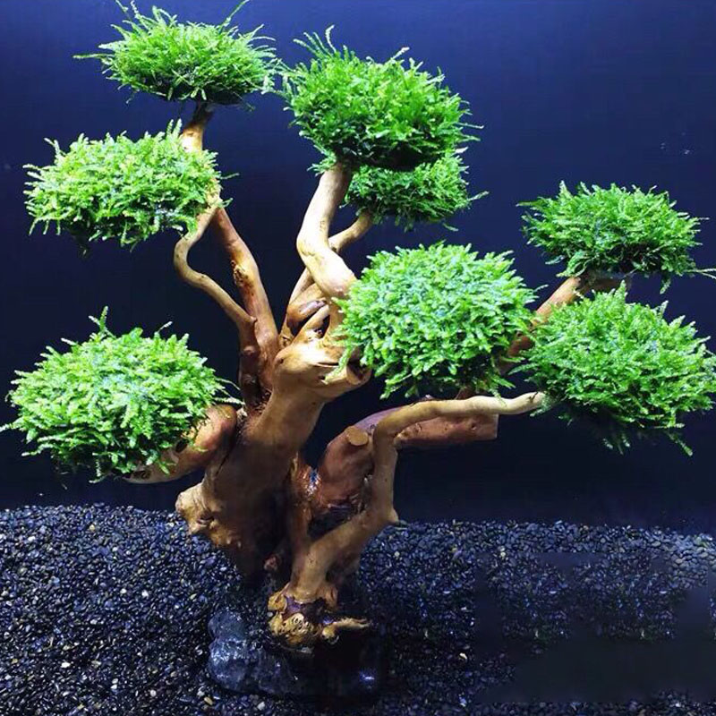 Fish tank greening wood frame  - огляд і ціна Aquarium Moss