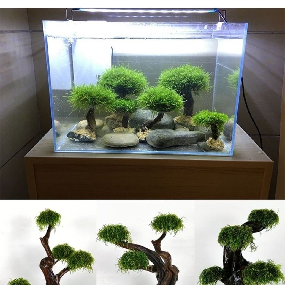 Fish tank greening wood frame  - огляд і ціна Aquarium Moss