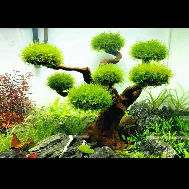 Aquarium Driftwood Landscaping - огляд і ціна Aquarium Moss