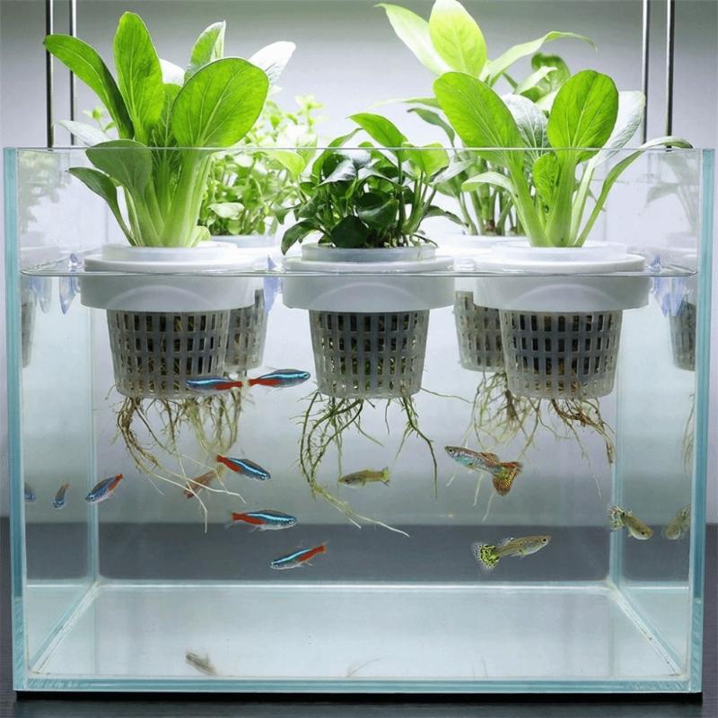Floating Aquatic Plant Basket  - огляд і ціна Aquarium Plant Holder